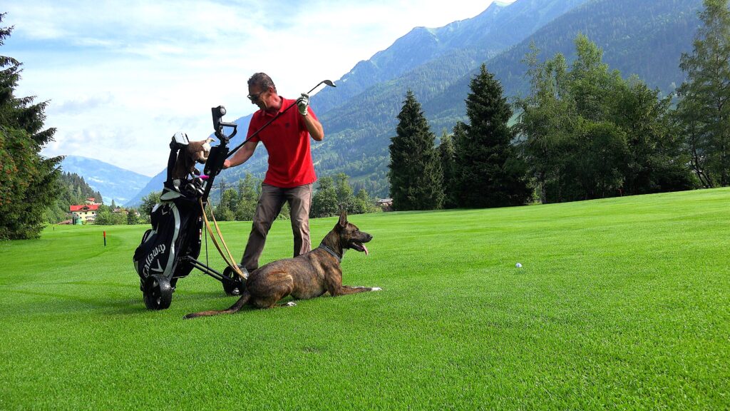 Golfbegleithund